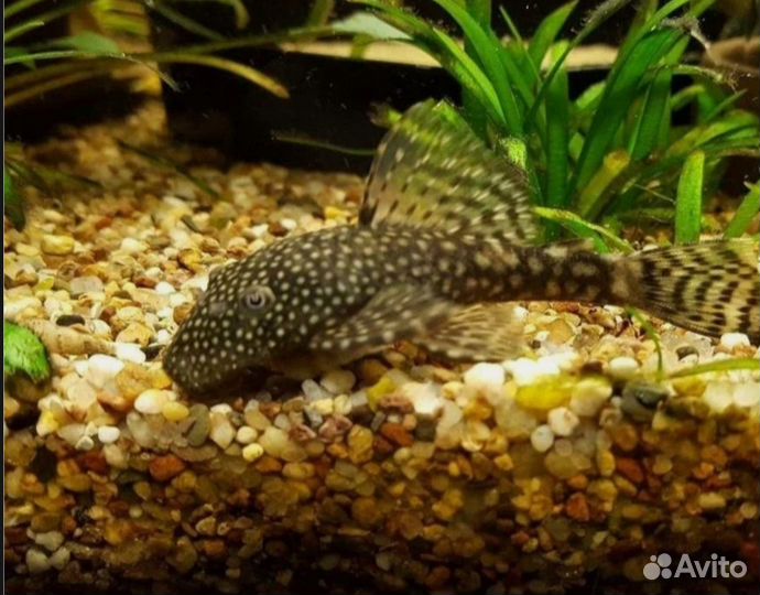 Сомики анциструсы