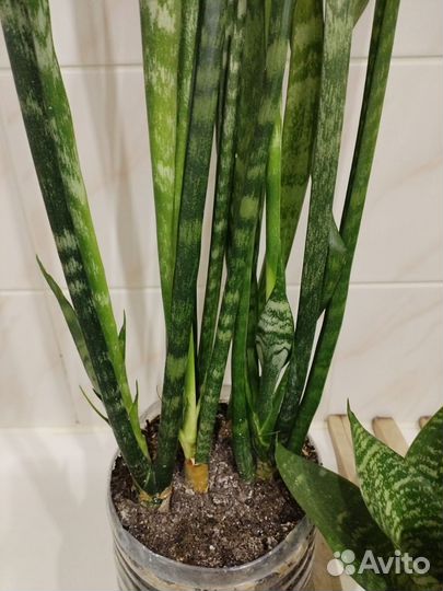 Сансавьерии