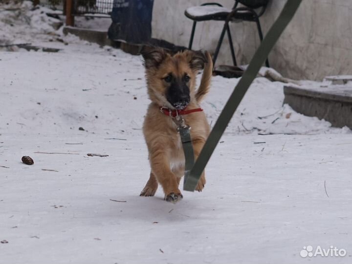Щенок в добрые руки бесплатно
