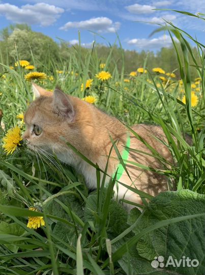 Молодая девочка в домашние любимцы NY25