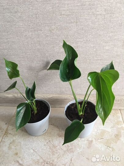 Антуриум Андрианум чемпион розовый(мужское счасть)