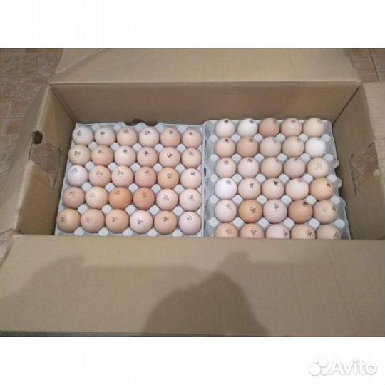 Инкубационное яйцо из России иЕвропы