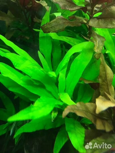 Аквариумные растения