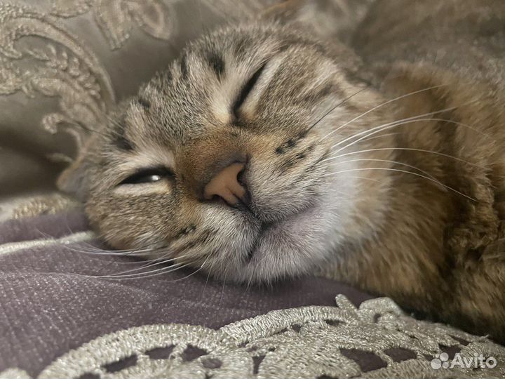 Кошка в добрые руки
