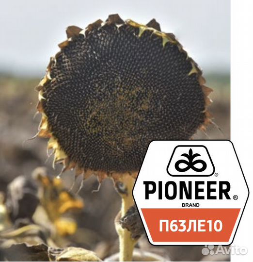 Pioneer P63LE10 (импортный гибрид)