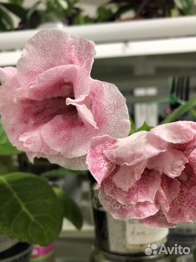 Глоксиния махровая