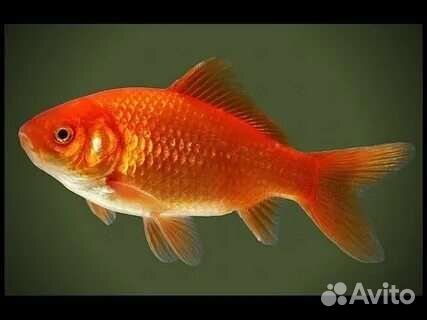 Красный карась