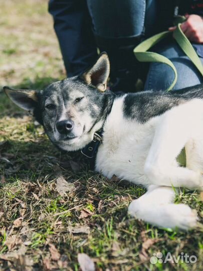 Тоскует в одиночестве
