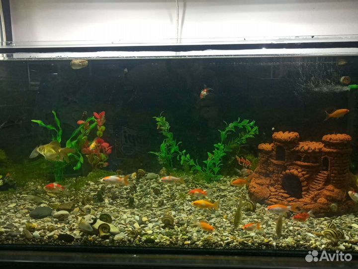Аквариумные рыбки