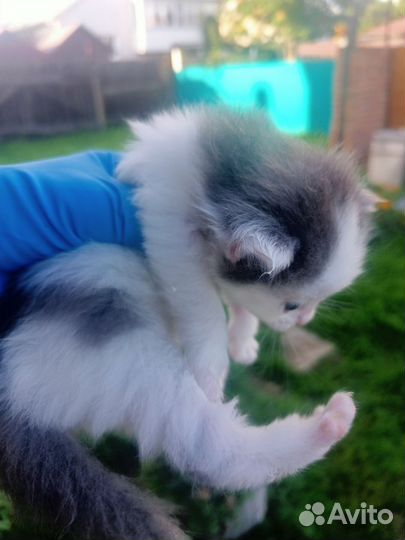 Котята отдам бесплатно