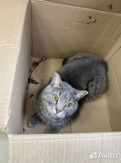 Котейка в подъезде сломана лапка