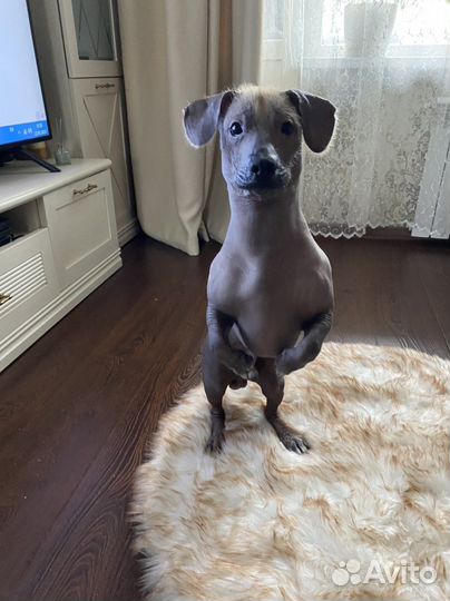 Ксолоитцкуинтли мексиканская голая