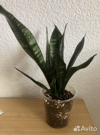 Сансевиерия