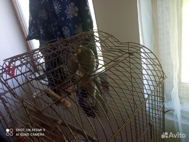 Попугай корелла девочка