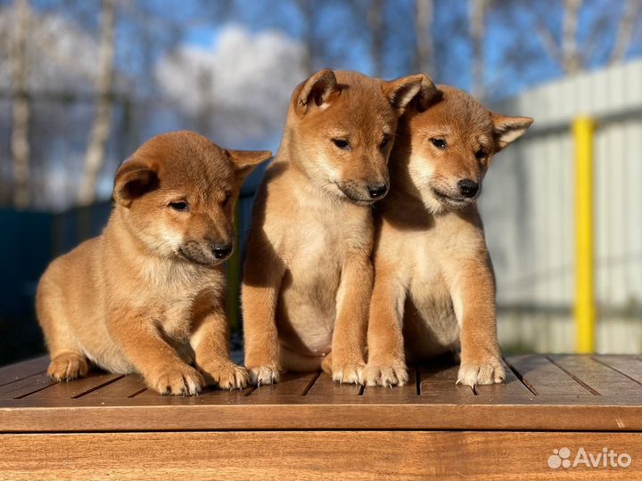 Сиба (шиба) Ину