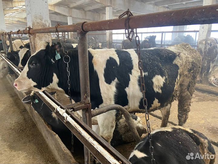 Быки живой вес. 50 голов. Телятина. Говядина
