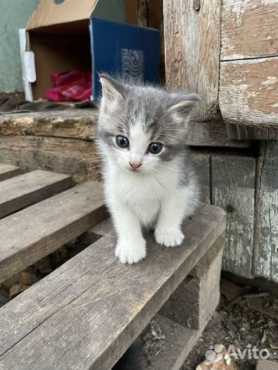 Котенок мальчик в добрые руки