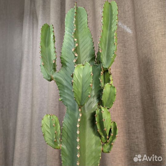 Кактус Эуфобия Эритрея