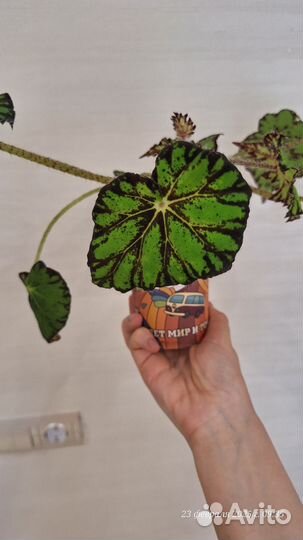 Цветы домашние в горшках