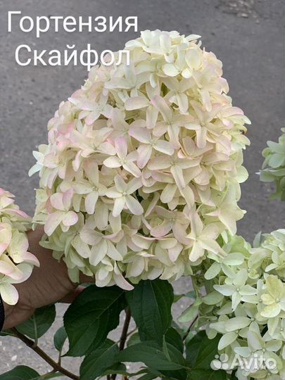 Гортензия метельчатая зкс