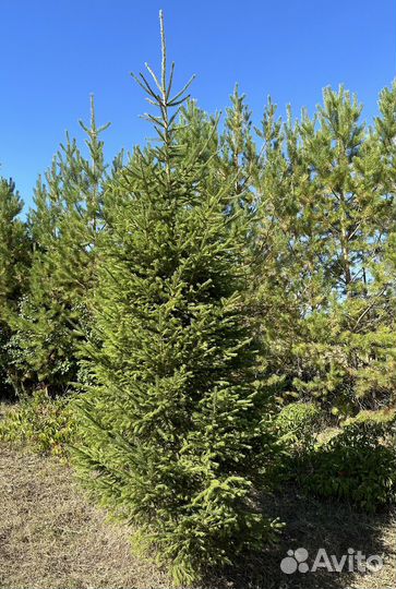 Ель сибирская