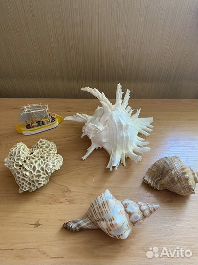 Ракушки, кораллы