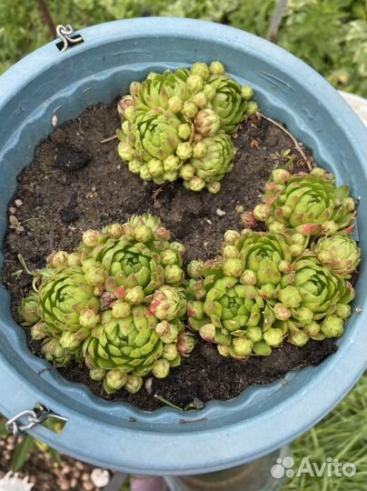 Молодило каменная роза