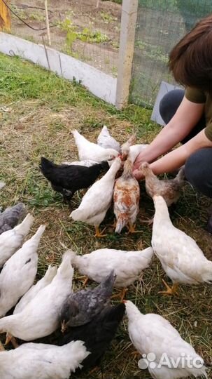 Цыплята молодки несушки