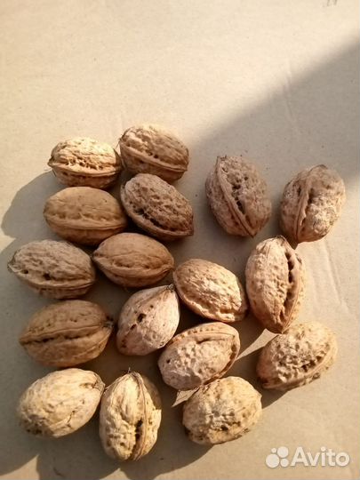 Продам грецкий орех и саженцы грецкого ореха