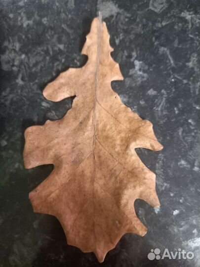 Листья дуба