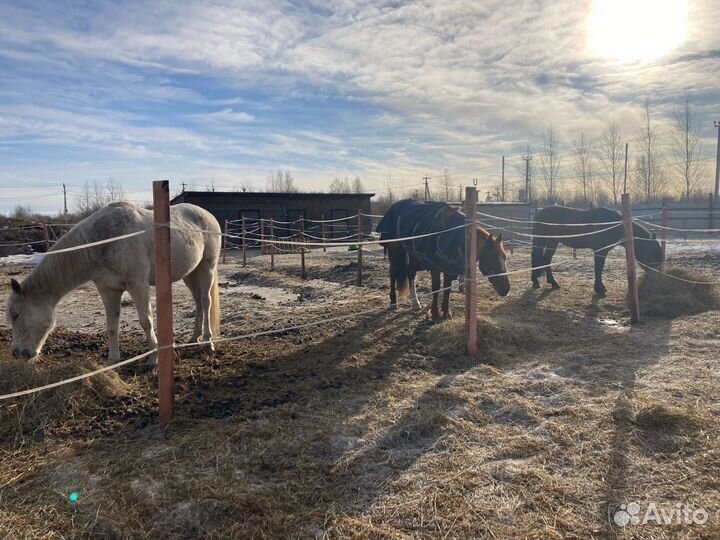 Постой для лошадей