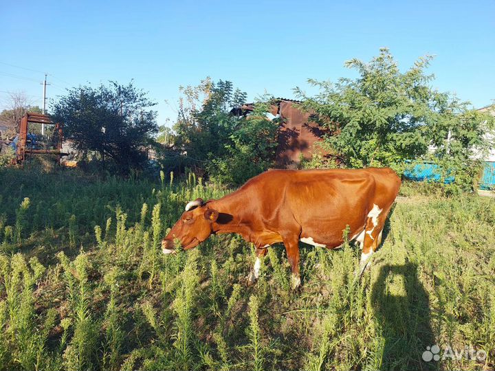 Корова стельная дойная