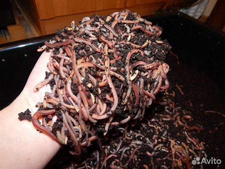 Червь для рыбалки Дендробена