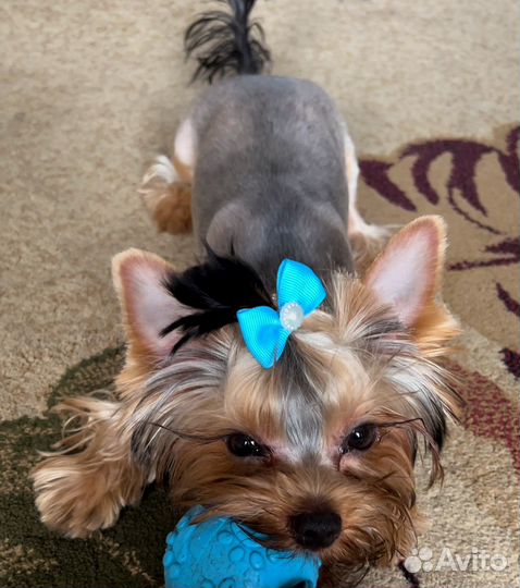 Йоркширский терьер мини вязка