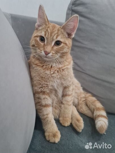 Рыжий котенок в добрые руки