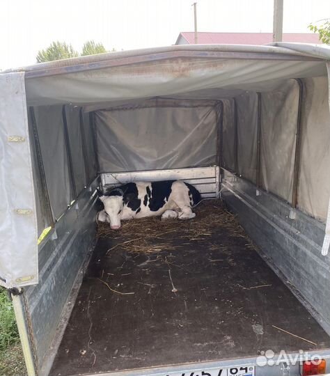 Перевозка домашних животных 