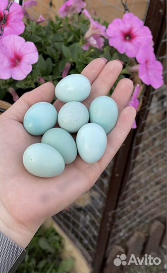 Инкубационное яйцо перепел Селадон (голубое яичко)