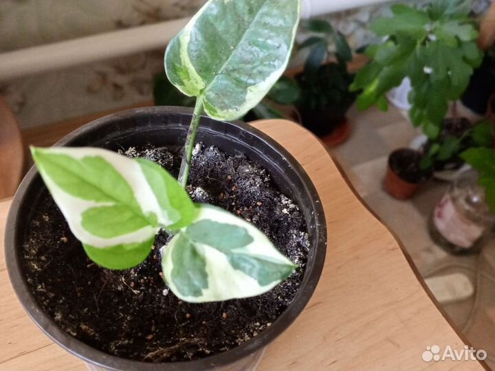 Монстера, сингониум, сциндапсус