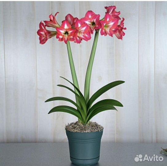 Гиппеаструм (домашняя лилия)