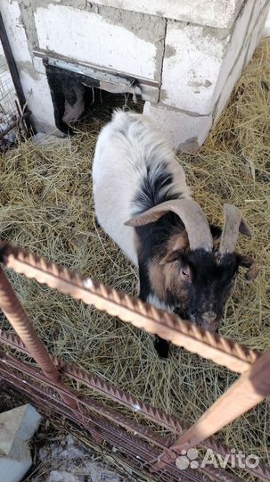 Англо нубийские козы