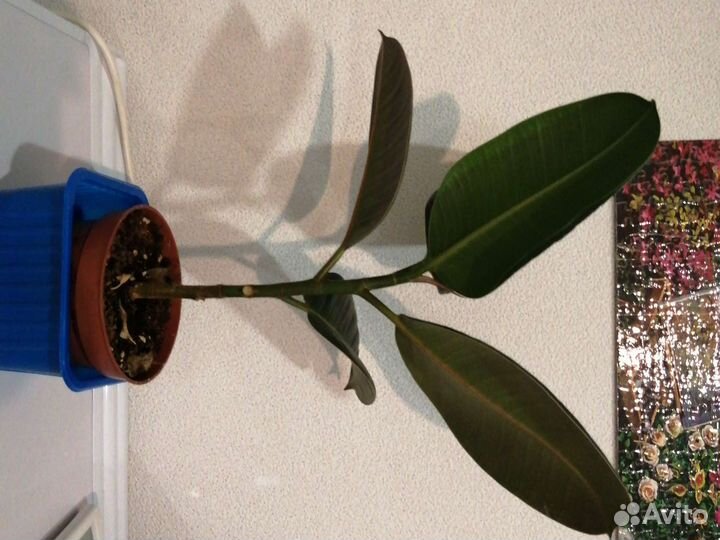 Фикус эластика микс