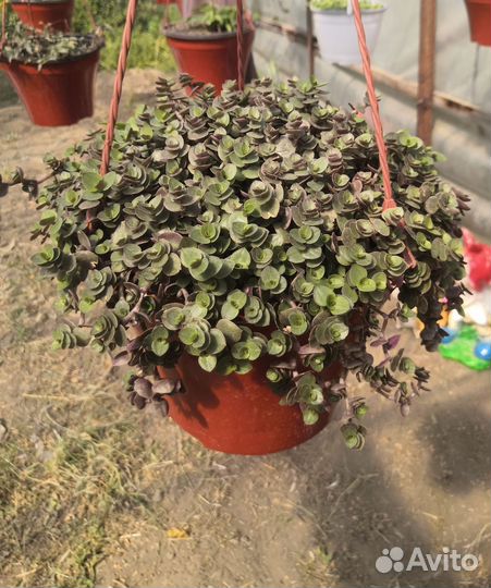 Кашпо каллизия