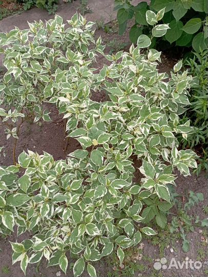 Дерен пёстролистный, пузыреплодник