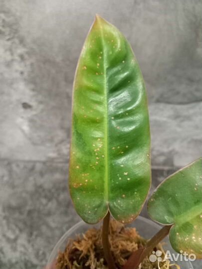 Филодендрон Имбили