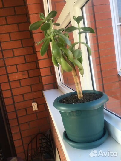 Денежное дерево (толстянка )