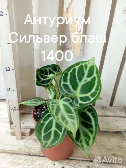 Антуриум Кристаллинум Сильвер блаш