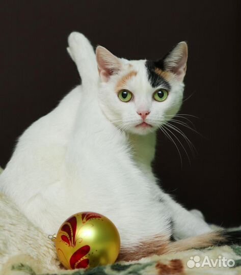 Милашка кошечка в дар