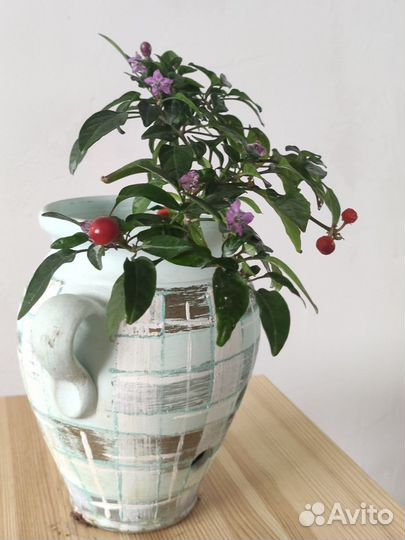 Перчик острый комнатный