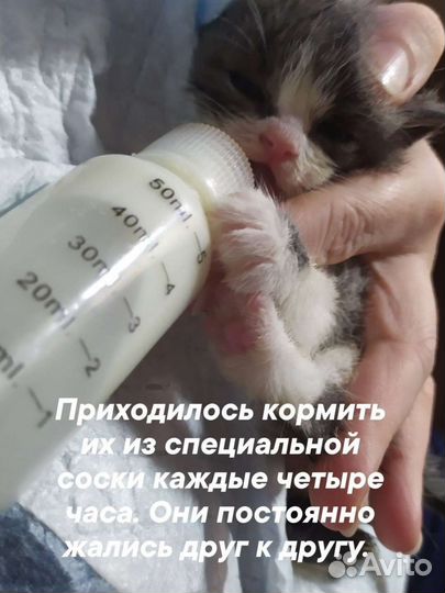 Отдам котят в добрые руки