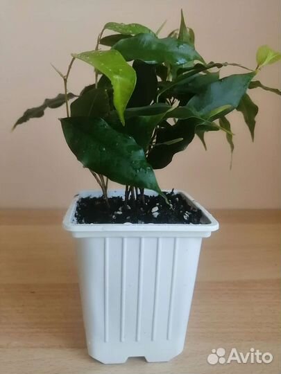 Фикус Бенджамина